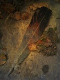 Feather on step