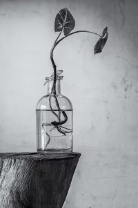 Plant in bottle - black and white